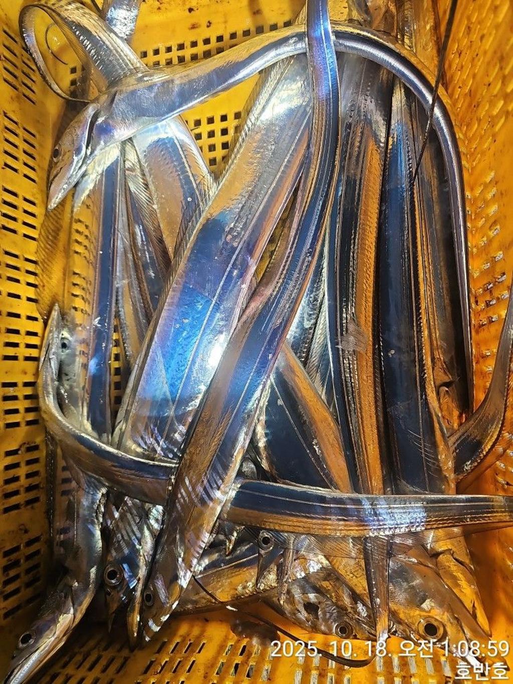낚시뚜,갈치,통영 신전항,통영호반호,낚시뚜7