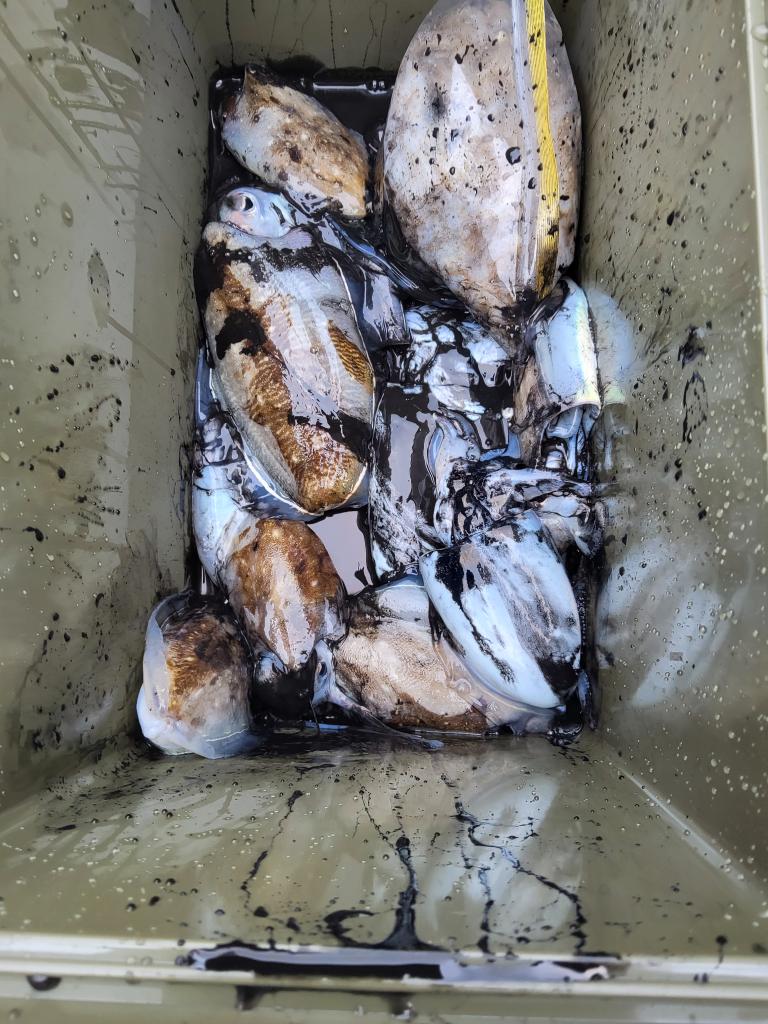 낚시뚜,쭈꾸미,오천항,푸르러호(뉴해양호),낚시뚜1