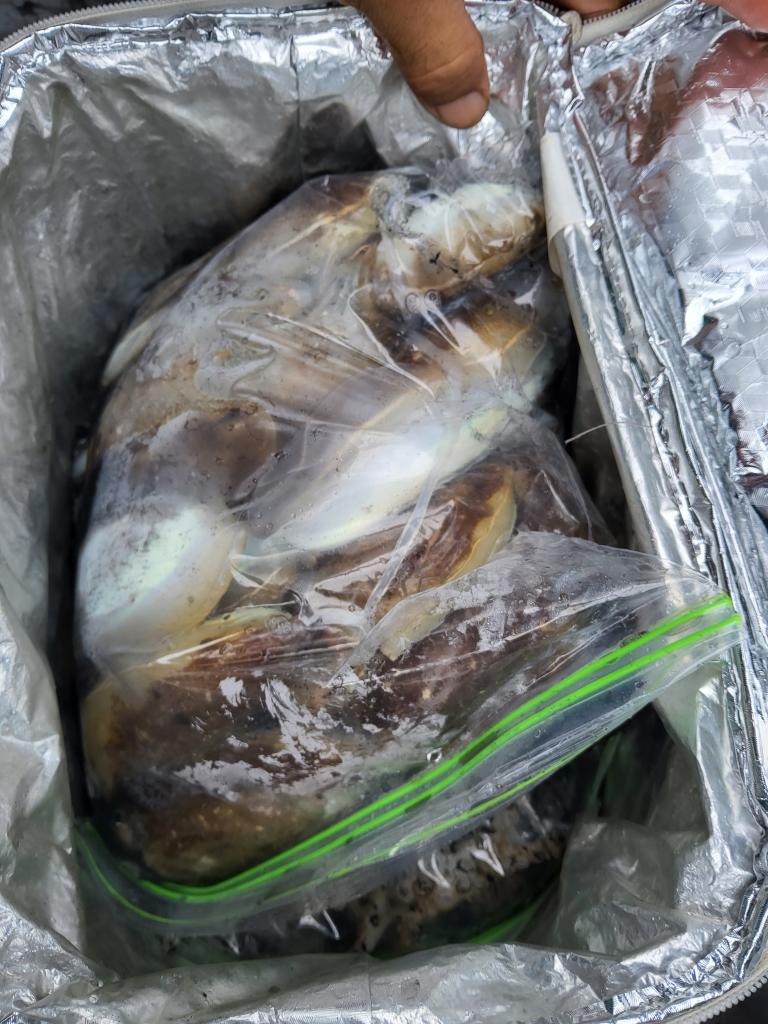 낚시뚜,쭈꾸미,오천항,푸르러호(뉴해양호),낚시뚜2