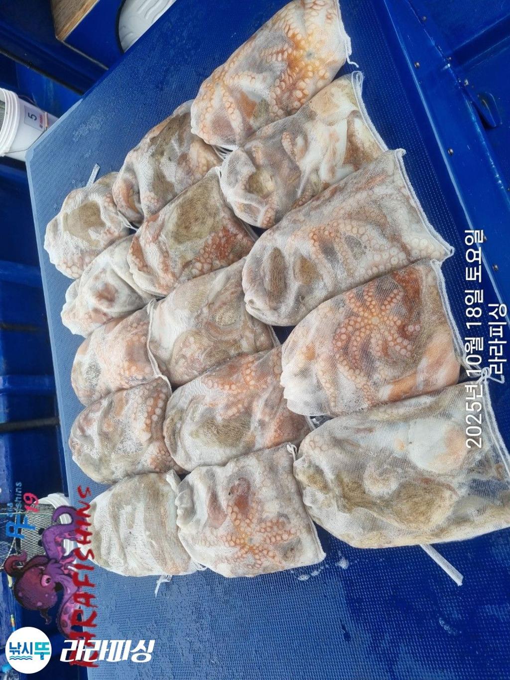 낚시뚜,돌문어,속천항(진해),라라피싱,낚시뚜18