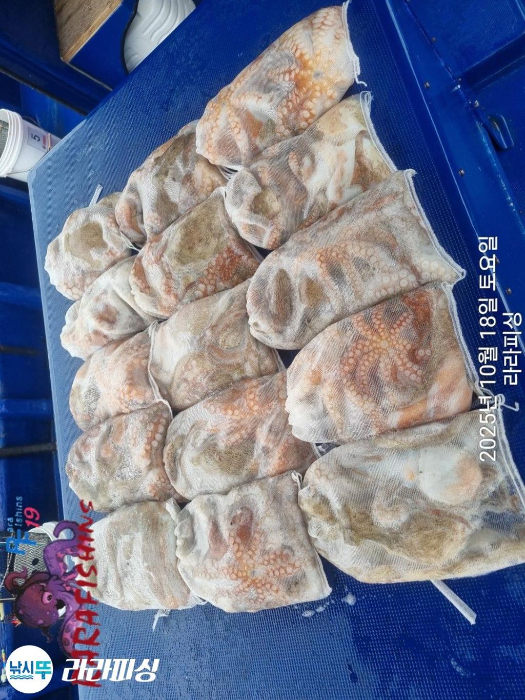 낚시뚜,돌문어,속천항(진해),라라피싱,낚시뚜17