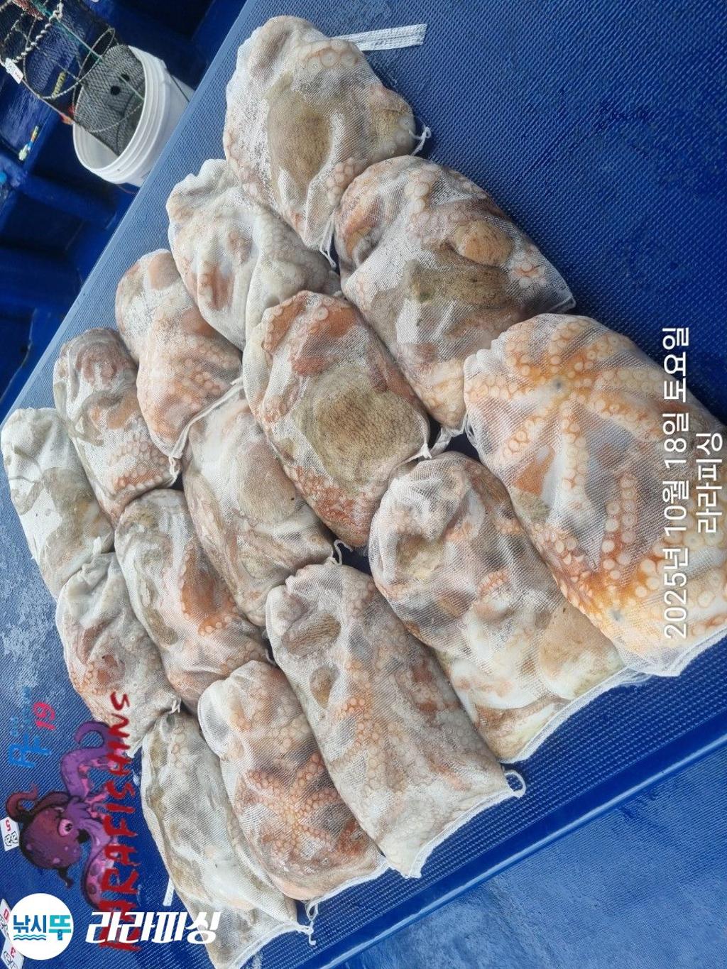 낚시뚜,돌문어,속천항(진해),라라피싱,낚시뚜16