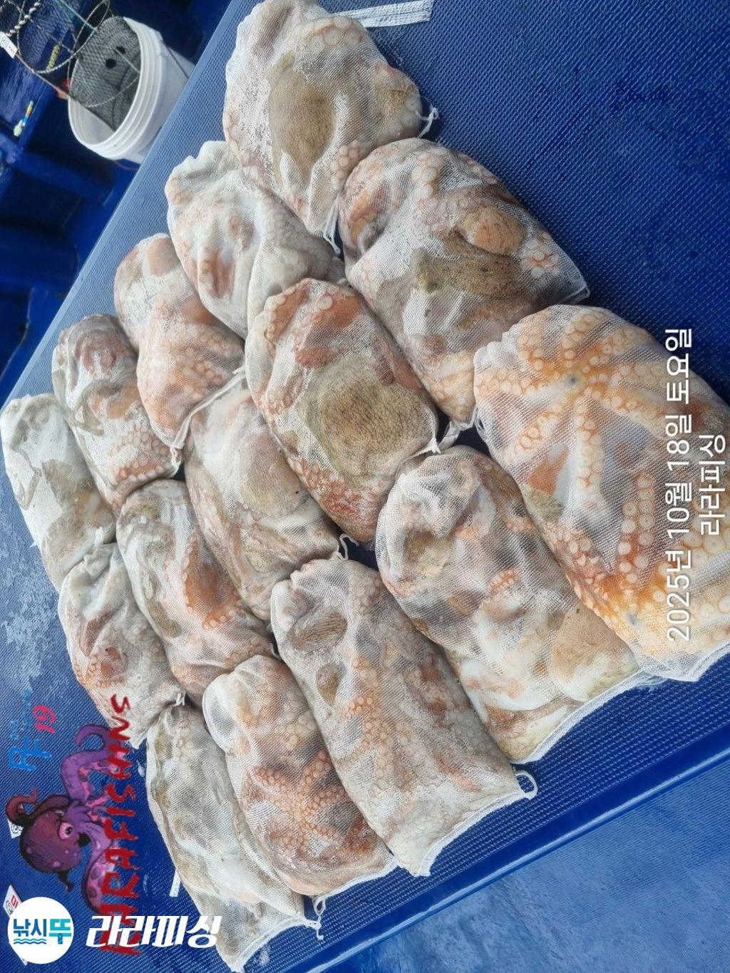 낚시뚜,돌문어,속천항(진해),라라피싱,낚시뚜15