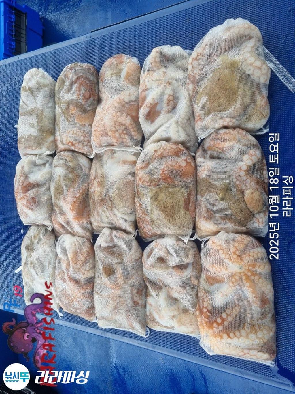 낚시뚜,돌문어,속천항(진해),라라피싱,낚시뚜14