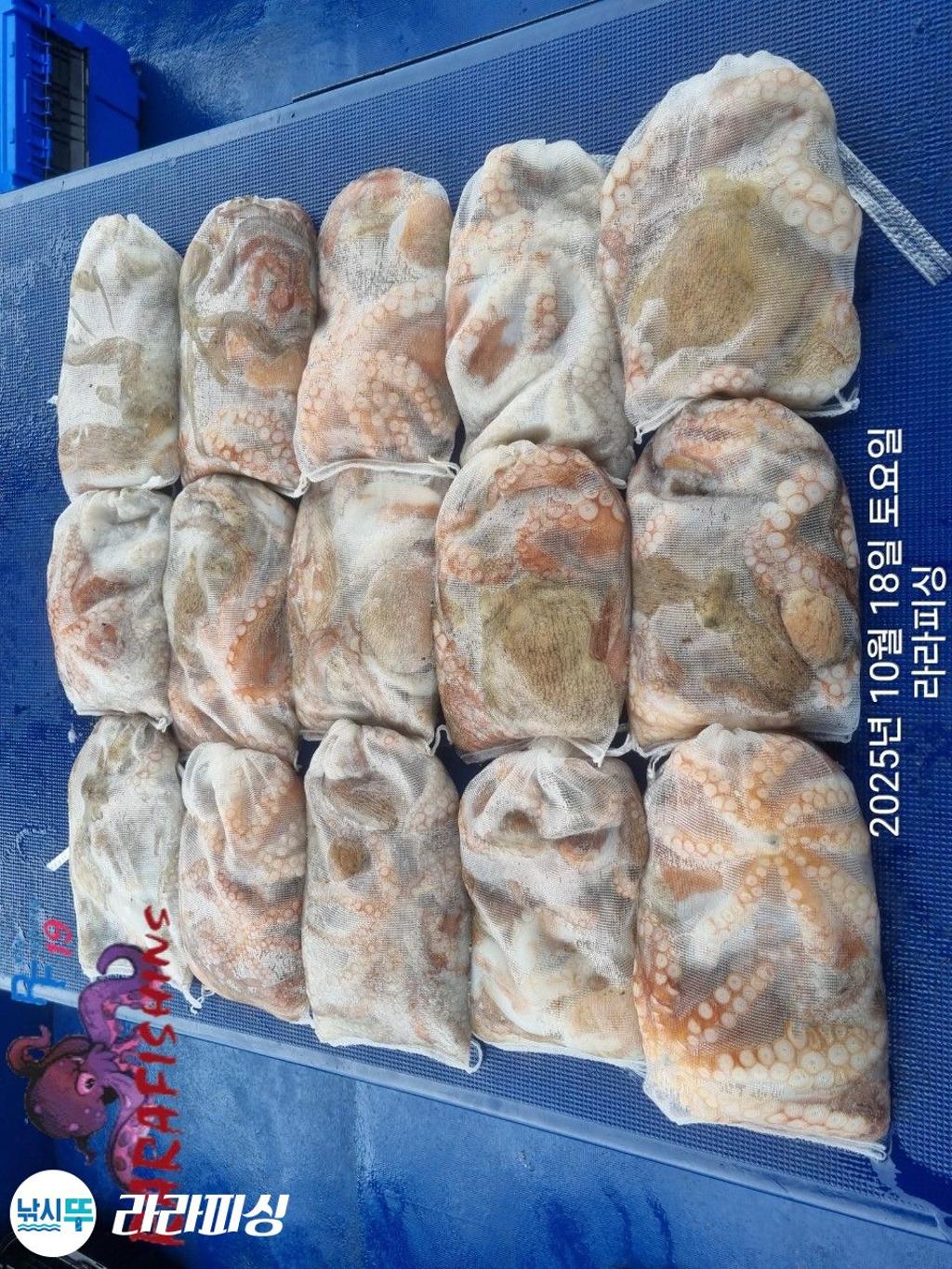 낚시뚜,돌문어,속천항(진해),라라피싱,낚시뚜13