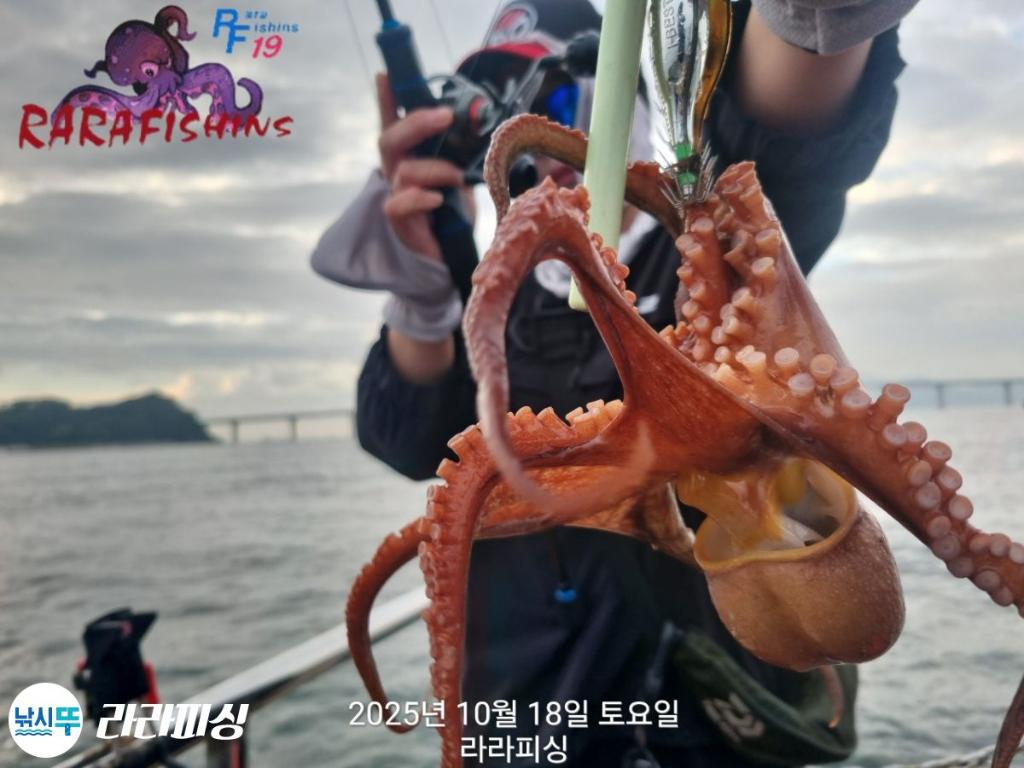 낚시뚜,돌문어,속천항(진해),라라피싱,낚시뚜10