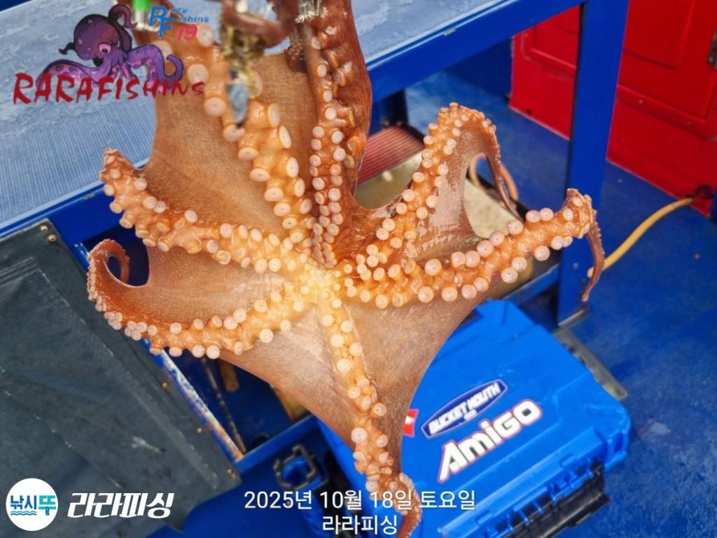 낚시뚜,돌문어,속천항(진해),라라피싱,낚시뚜9