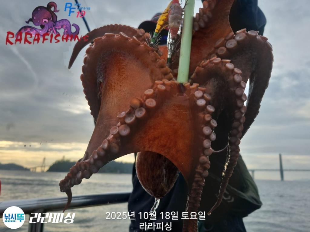 낚시뚜,돌문어,속천항(진해),라라피싱,낚시뚜3