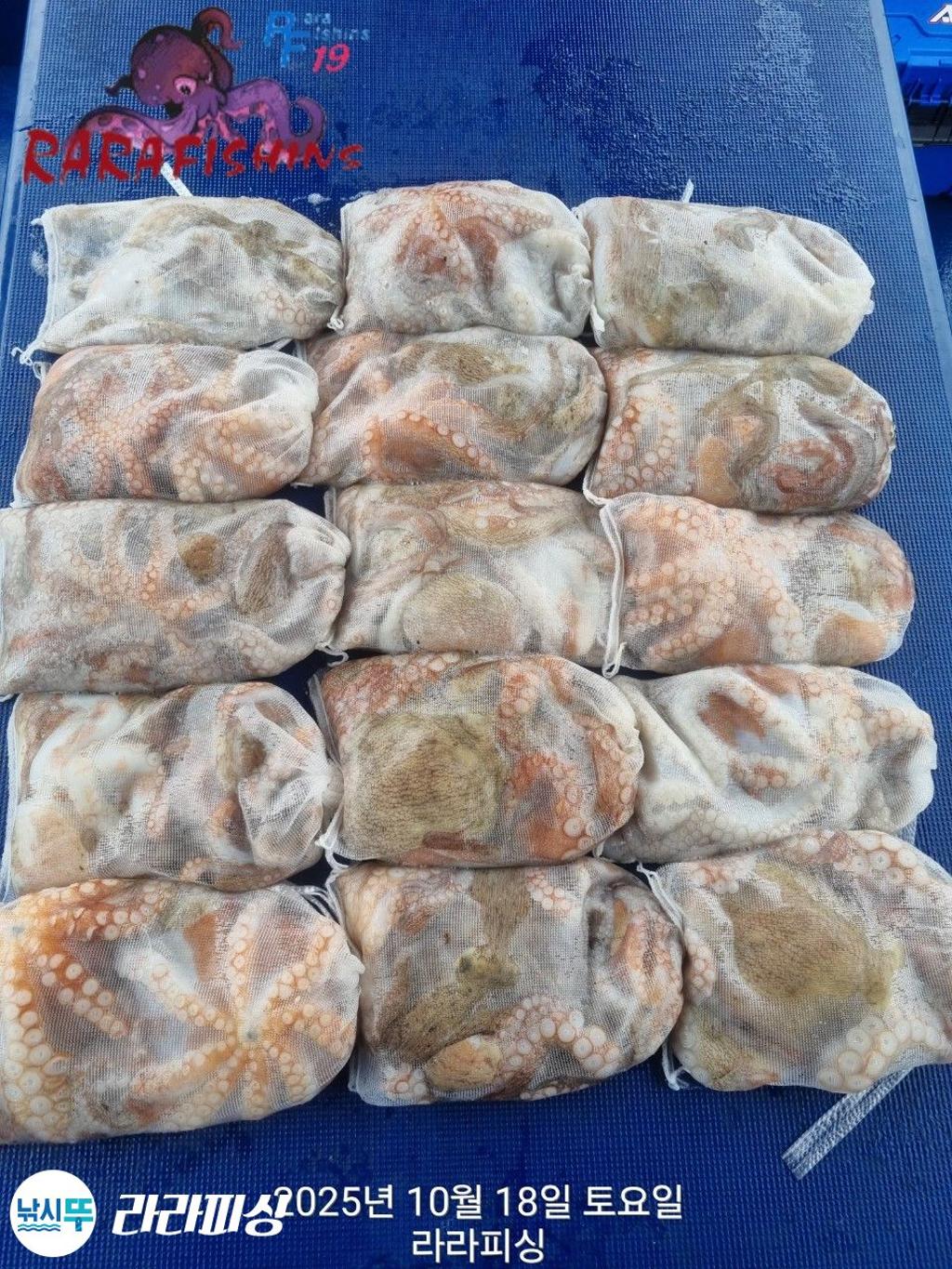 낚시뚜,돌문어,속천항(진해),라라피싱,낚시뚜1