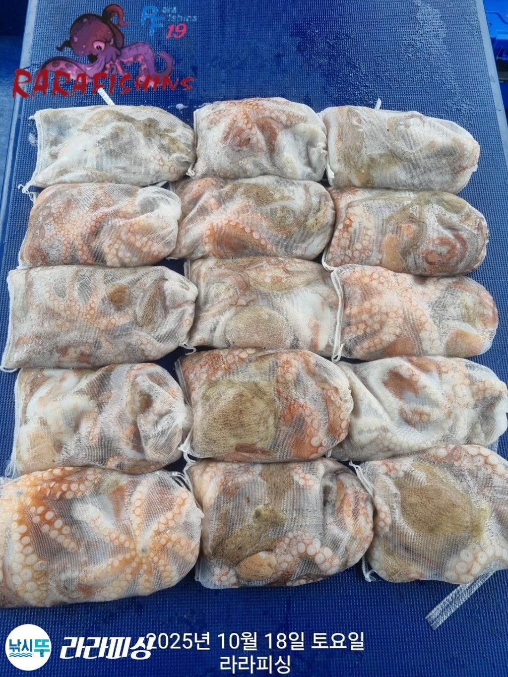 낚시뚜,돌문어,속천항(진해),라라피싱,낚시뚜0