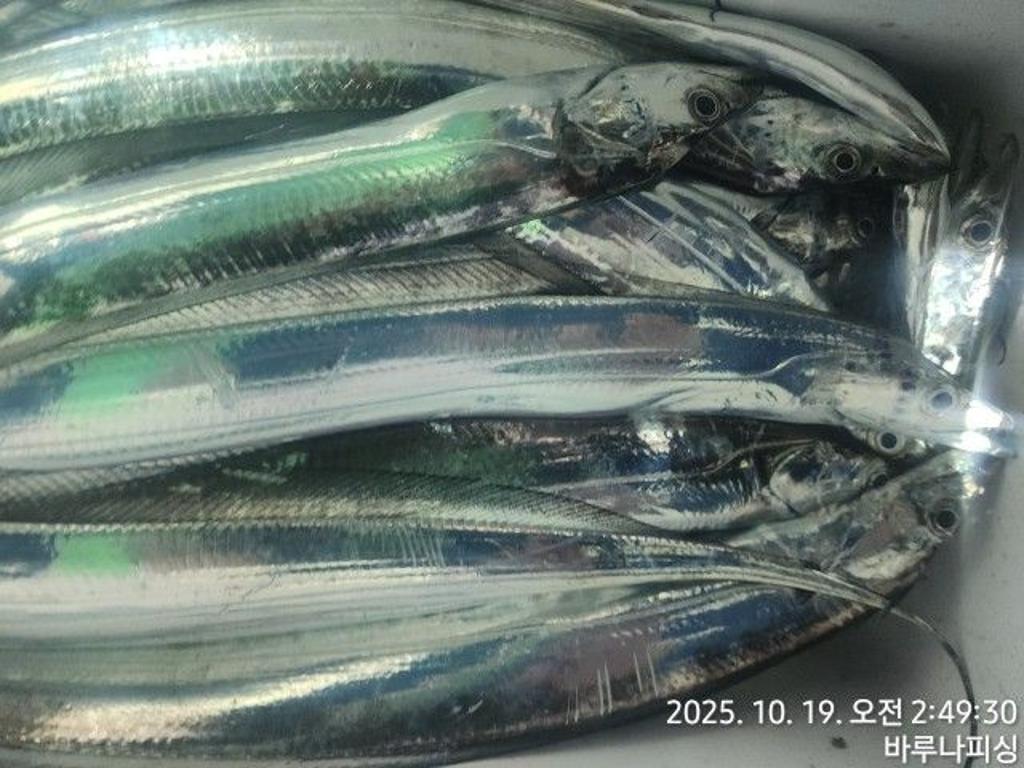 낚시뚜,갈치,속천항(진해),바루나피싱,낚시뚜6