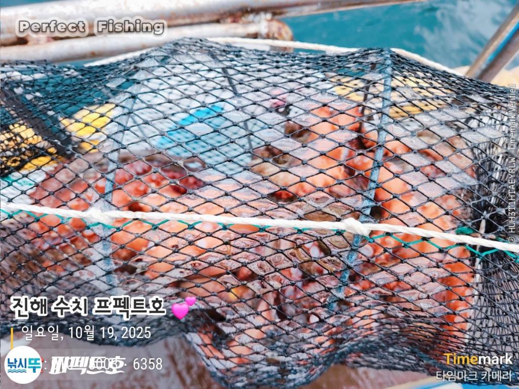 낚시뚜,돌문어,진해 수치마을 방파제,퍼펙트호,낚시뚜25