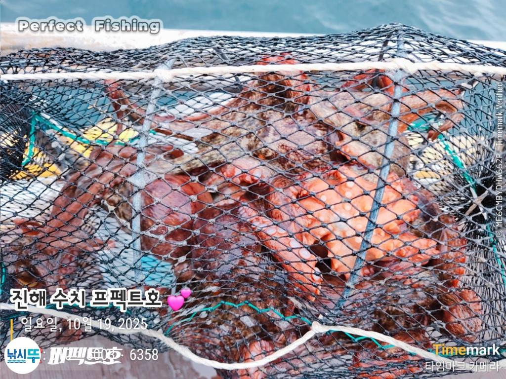 낚시뚜,돌문어,진해 수치마을 방파제,퍼펙트호,낚시뚜21