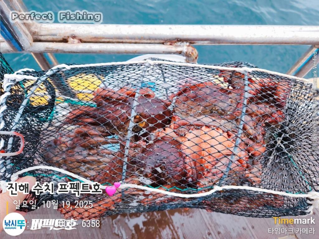 낚시뚜,돌문어,진해 수치마을 방파제,퍼펙트호,낚시뚜20