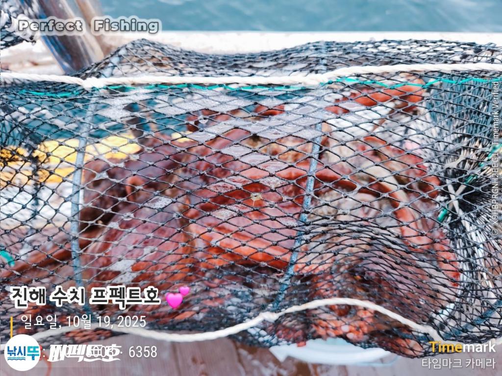 낚시뚜,돌문어,진해 수치마을 방파제,퍼펙트호,낚시뚜19
