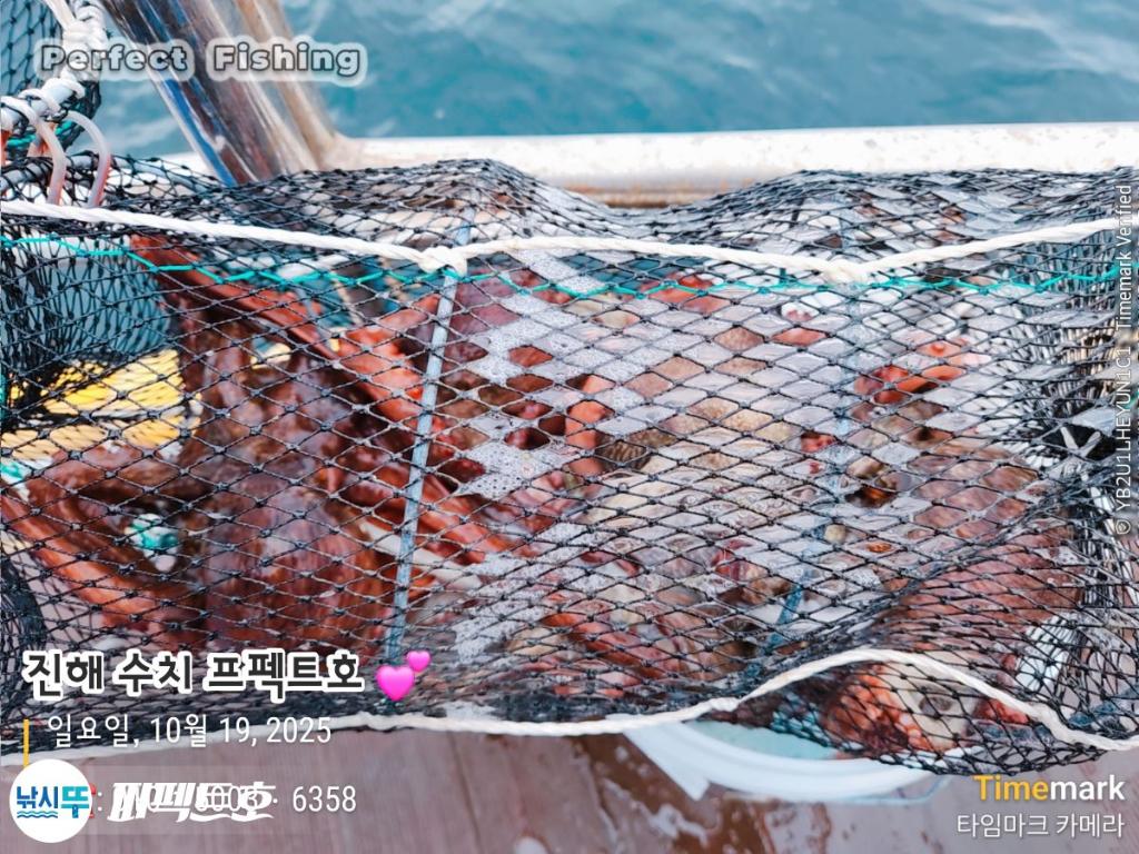 낚시뚜,돌문어,진해 수치마을 방파제,퍼펙트호,낚시뚜18