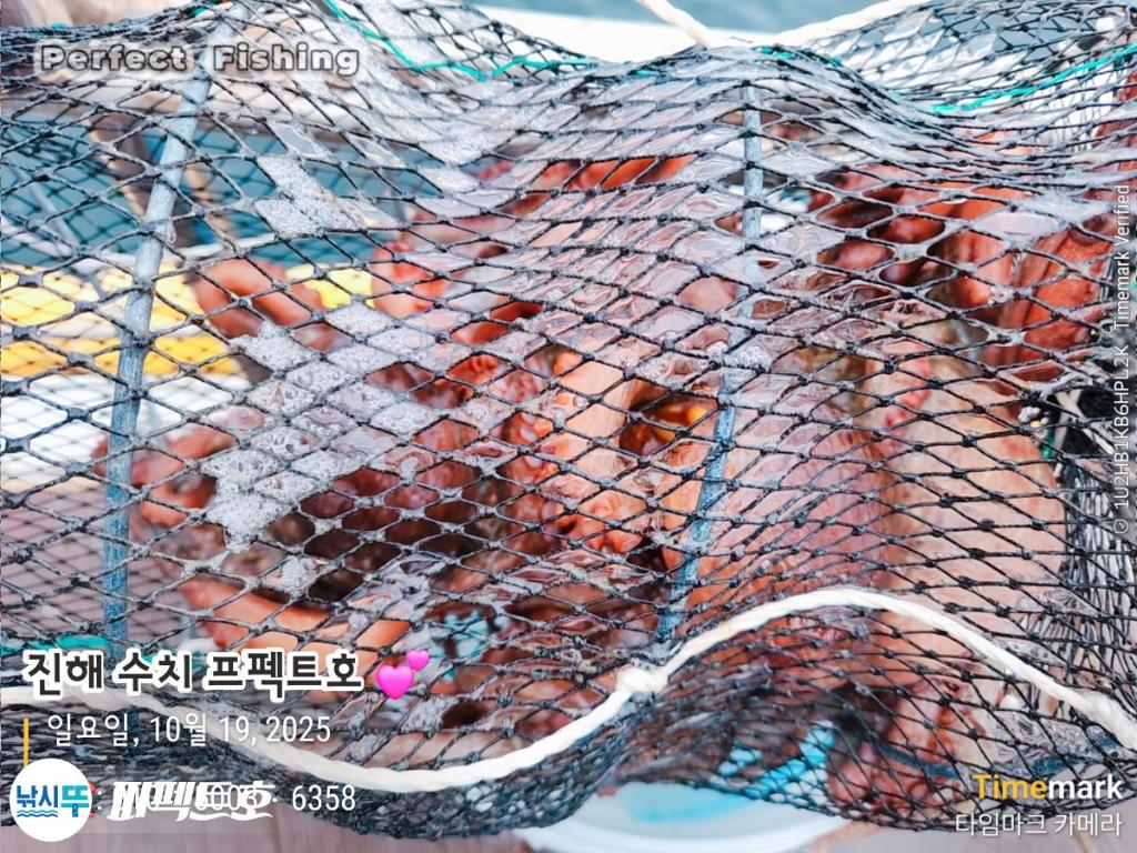 낚시뚜,돌문어,진해 수치마을 방파제,퍼펙트호,낚시뚜17