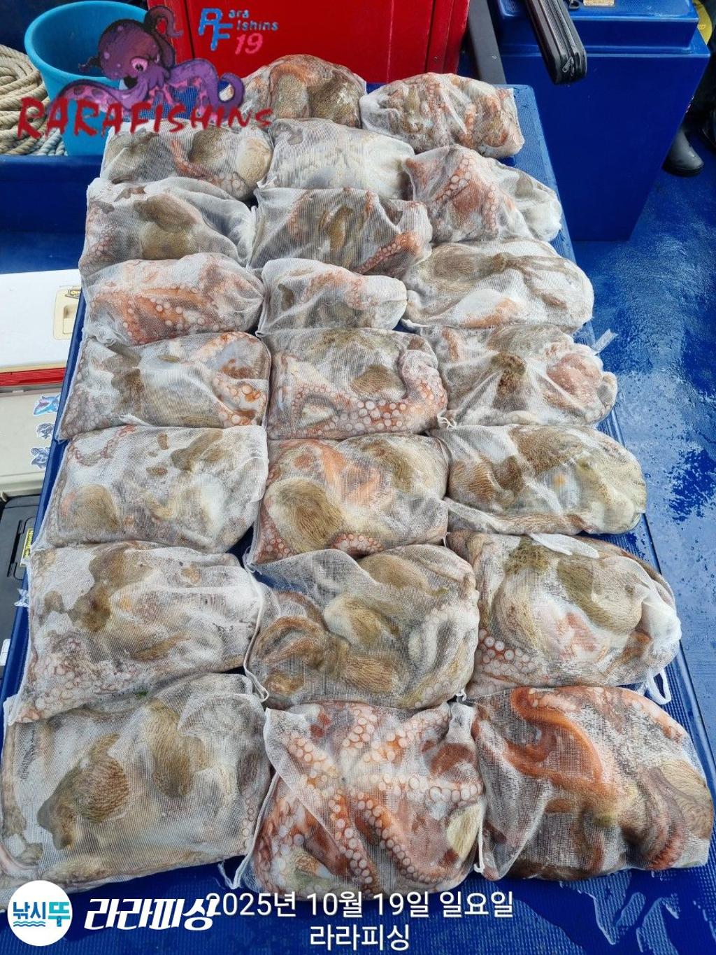 낚시뚜,돌문어,속천항(진해),라라피싱,낚시뚜30