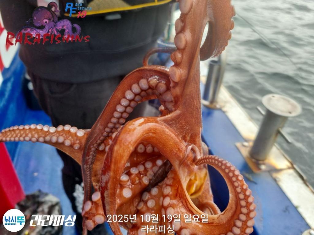 낚시뚜,돌문어,속천항(진해),라라피싱,낚시뚜9