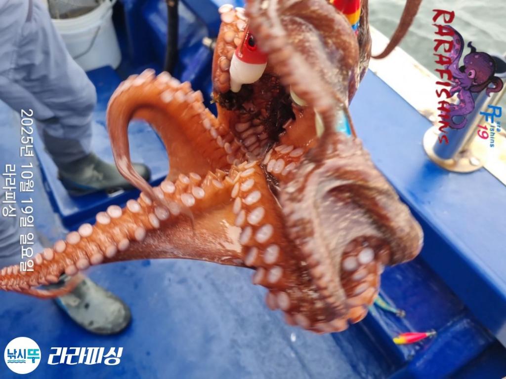 낚시뚜,돌문어,속천항(진해),라라피싱,낚시뚜8