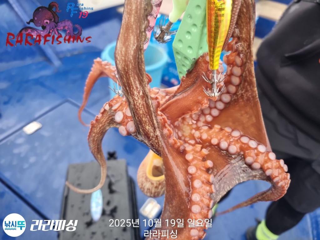 낚시뚜,돌문어,속천항(진해),라라피싱,낚시뚜7