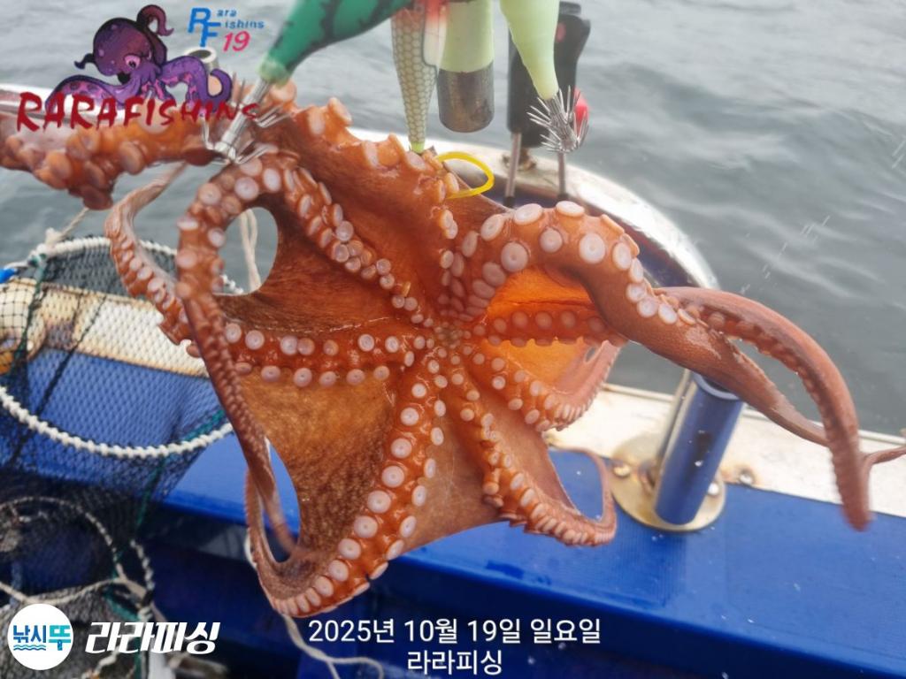 낚시뚜,돌문어,속천항(진해),라라피싱,낚시뚜6