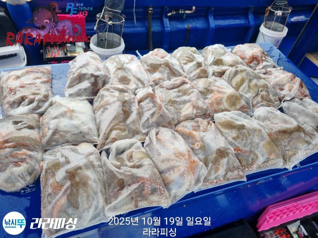 낚시뚜,돌문어,속천항(진해),라라피싱,낚시뚜5