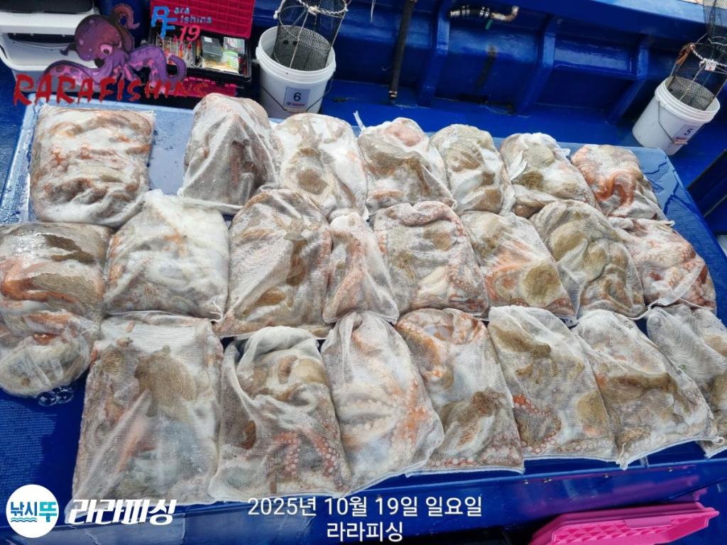 낚시뚜,돌문어,속천항(진해),라라피싱,낚시뚜4