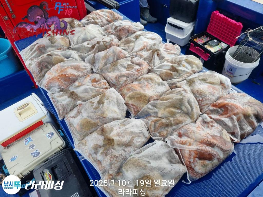 낚시뚜,돌문어,속천항(진해),라라피싱,낚시뚜3