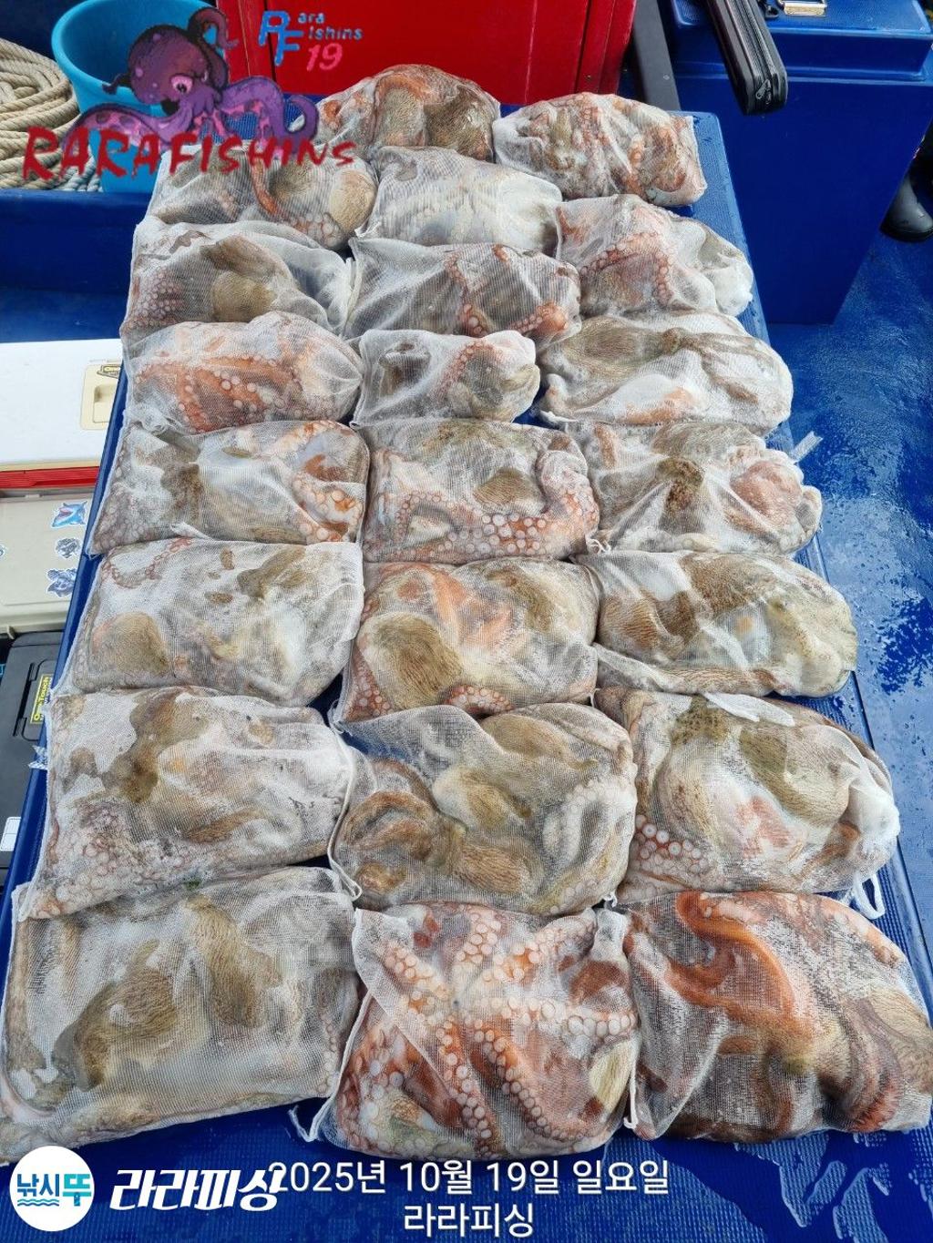낚시뚜,돌문어,속천항(진해),라라피싱,낚시뚜1