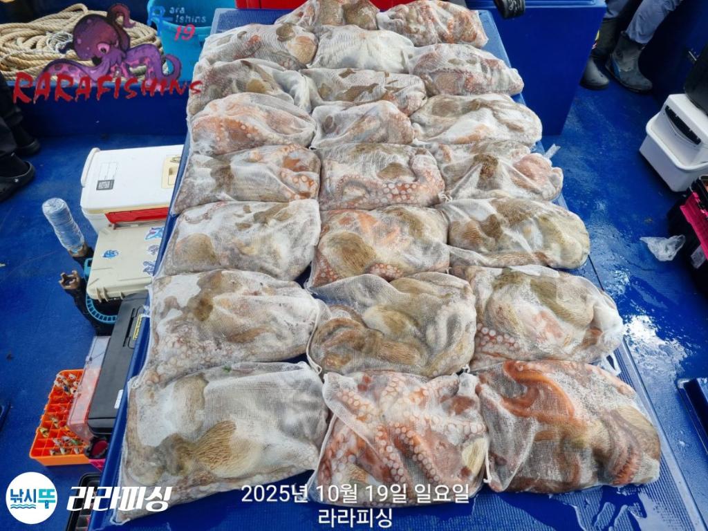 낚시뚜,돌문어,속천항(진해),라라피싱,낚시뚜0
