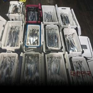 조황, 준내만갈치 기본씨알3지4지~(오늘 긴급1자리)