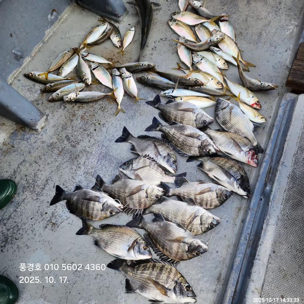 낚시뚜,감성돔,진해 안골항,풍경호,낚시뚜1