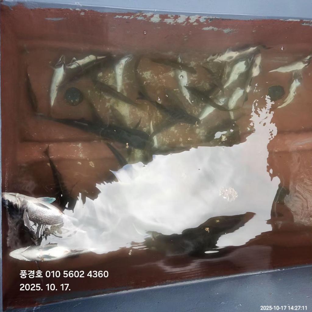 낚시뚜,감성돔,진해 안골항,풍경호,낚시뚜0