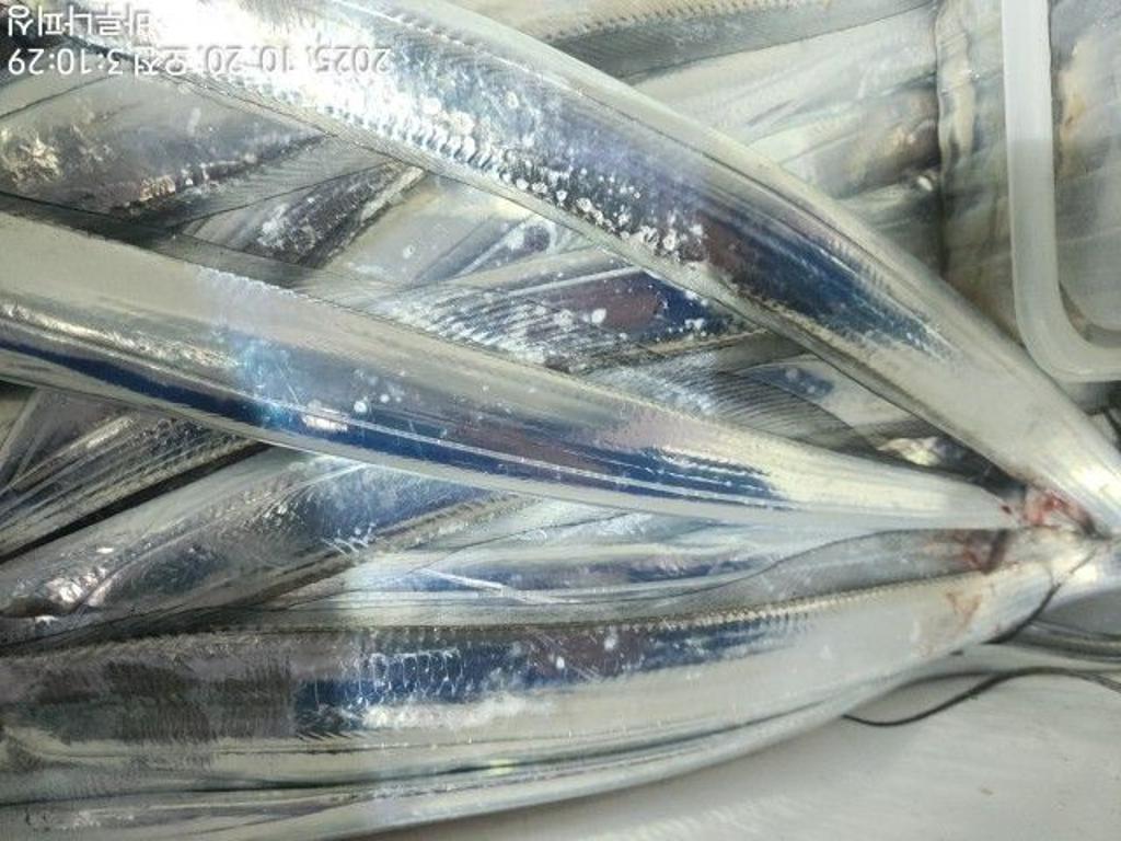 낚시뚜,갈치,속천항(진해),바루나피싱,낚시뚜9