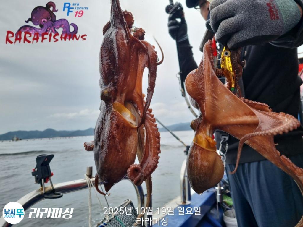낚시뚜,돌문어,속천항(진해),라라피싱,낚시뚜13