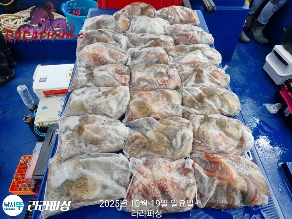 낚시뚜,돌문어,속천항(진해),라라피싱,낚시뚜0