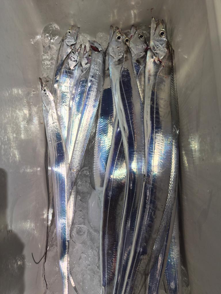 낚시뚜,갈치,삼포항,삼포대교낚시,낚시뚜0