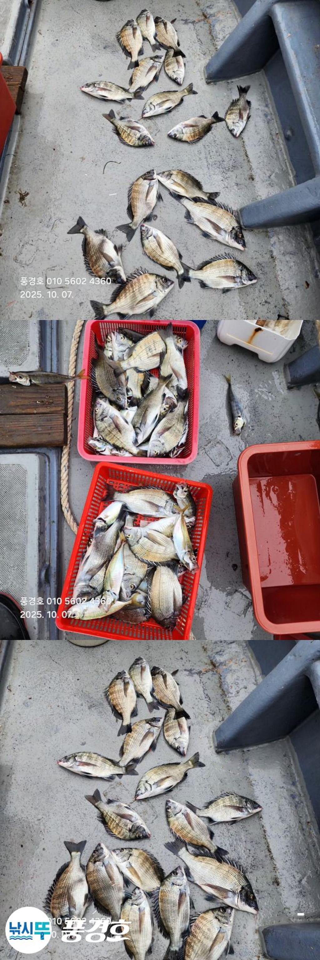 낚시뚜,감성돔,진해 안골항,풍경호,낚시뚜9