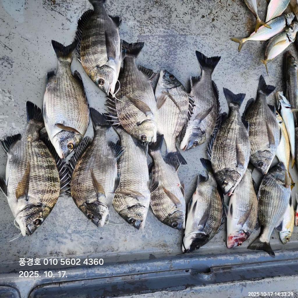 낚시뚜,감성돔,진해 안골항,풍경호,낚시뚜6
