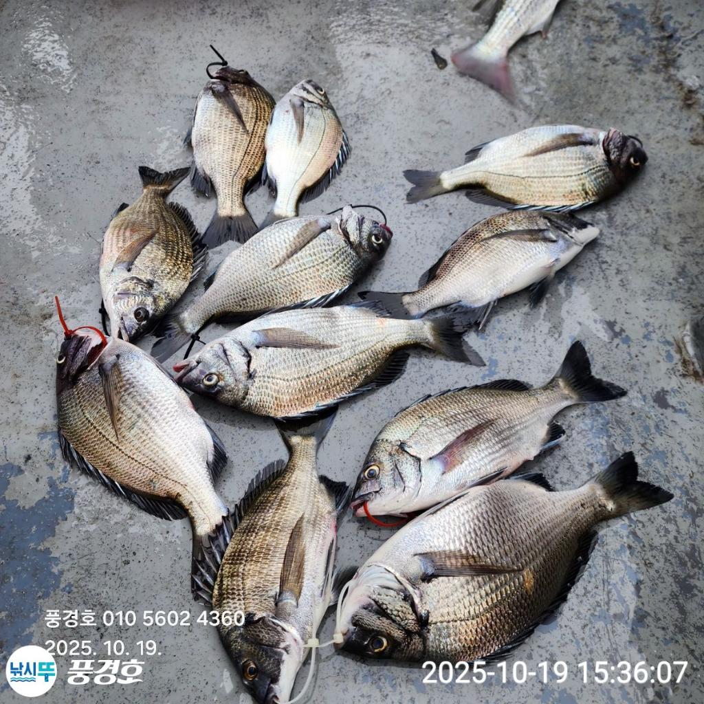 낚시뚜,감성돔,진해 안골항,풍경호,낚시뚜4