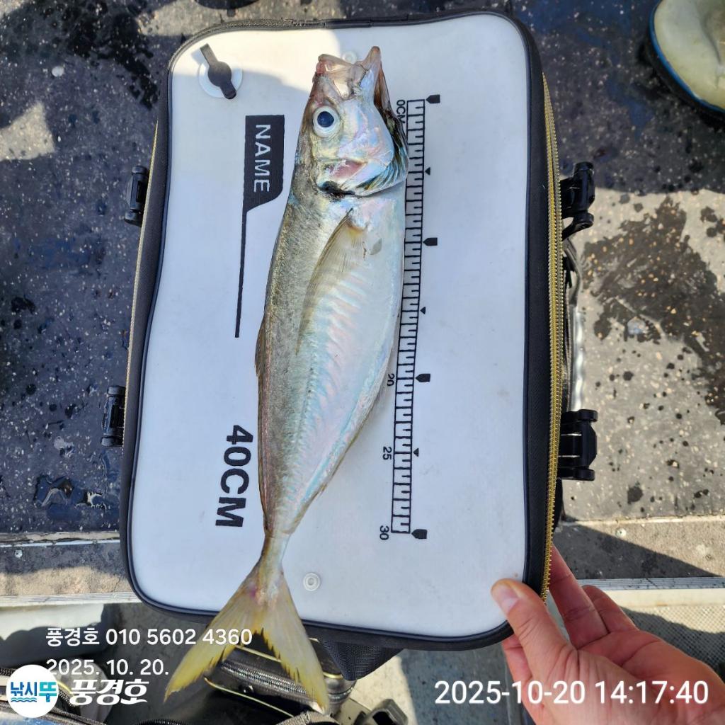 낚시뚜,감성돔,진해 안골항,풍경호,낚시뚜1