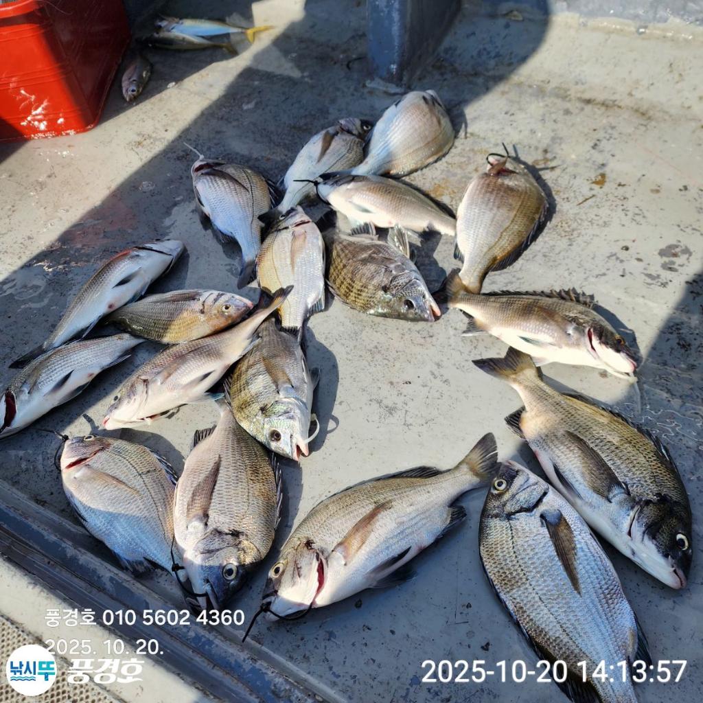 낚시뚜,감성돔,진해 안골항,풍경호,낚시뚜0