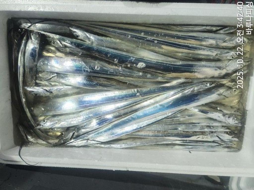 낚시뚜,갈치,속천항(진해),바루나피싱,낚시뚜9