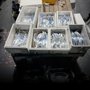 조황, [목포걸치닊시] 21일 내만갈치조황 목포포인트낚시