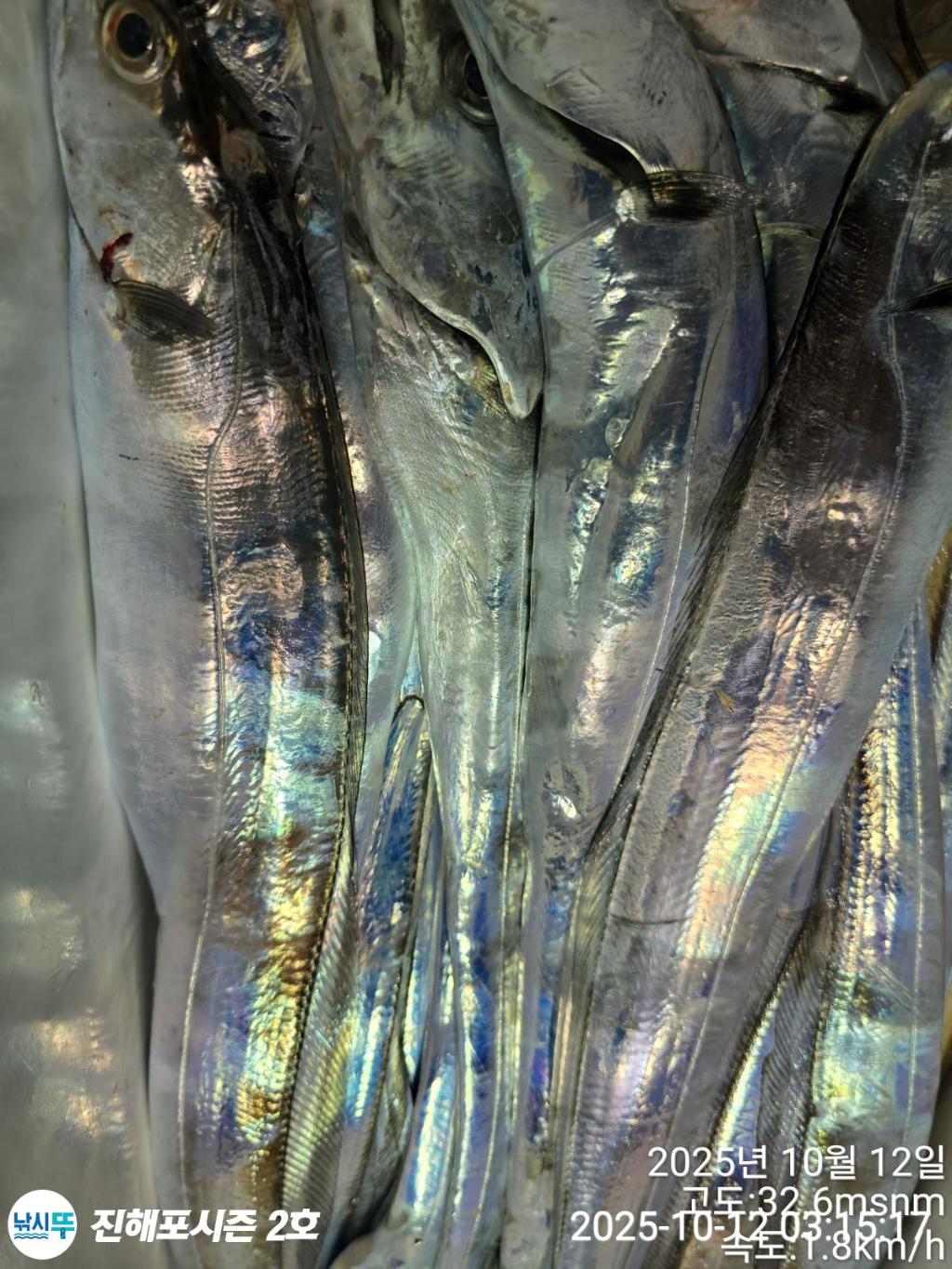 낚시뚜,갈치,진해행암항,진해포시즌 2호,낚시뚜9