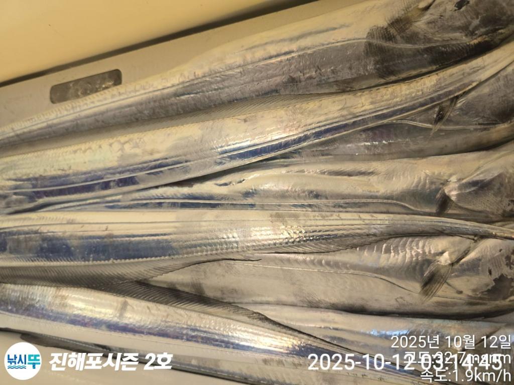 낚시뚜,갈치,진해행암항,진해포시즌 2호,낚시뚜7