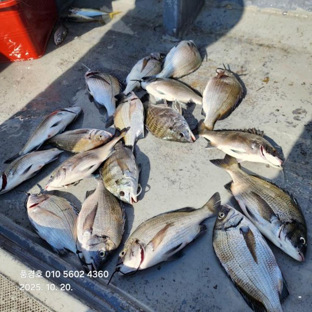 낚시뚜,감성돔,진해 안골항,풍경호,낚시뚜4