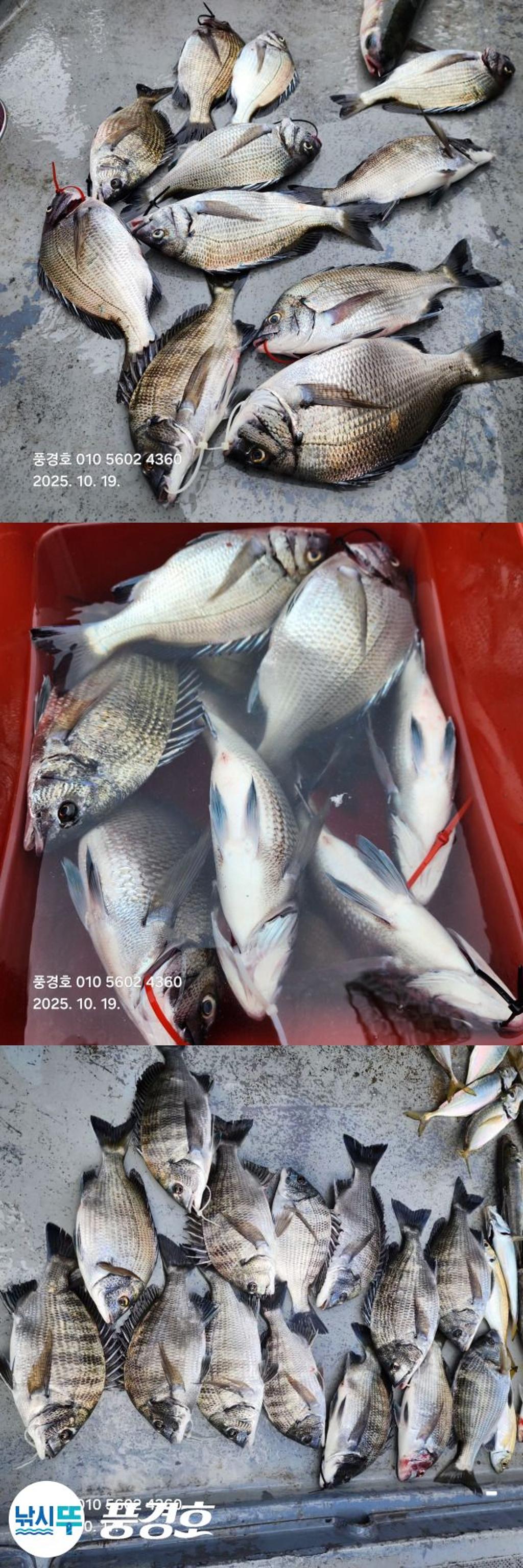 낚시뚜,감성돔,진해 안골항,풍경호,낚시뚜3