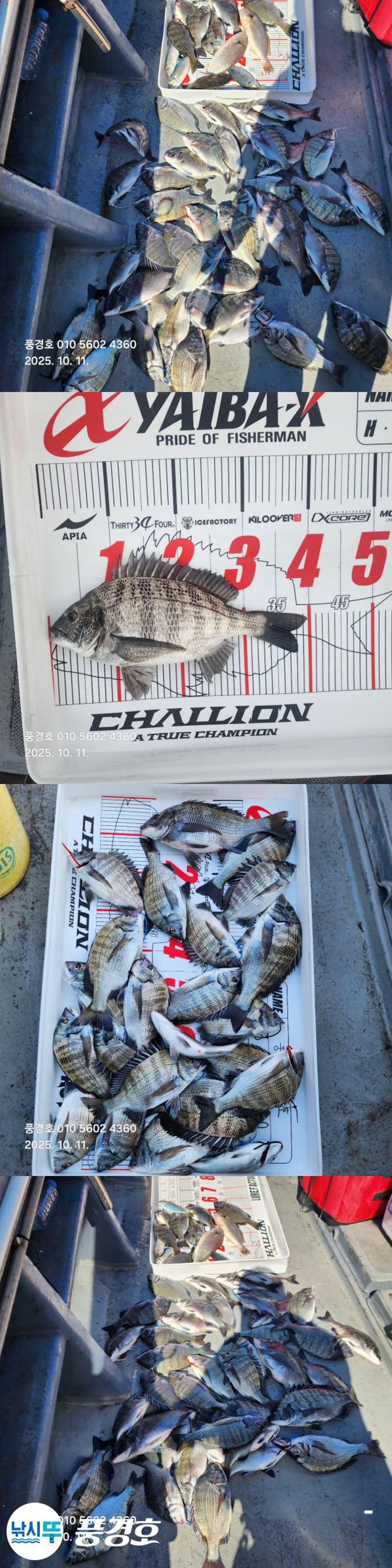 낚시뚜,감성돔,진해 안골항,풍경호,낚시뚜2